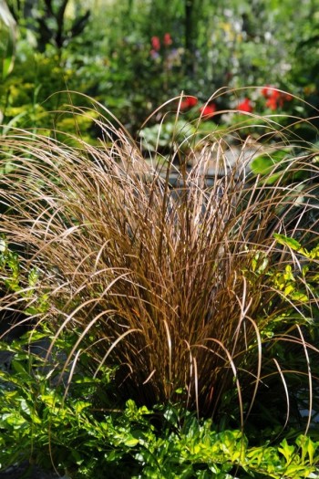 Осока жгутикова (карекс) ‘Аубурн’|Carex flagellifera ‘Auburn’|Осока жгутиковая (карекс) ‘Аубурн’